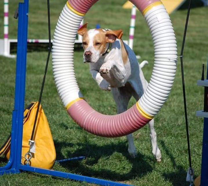 Pointer jumping through an O obstacle during a dog sport competition.