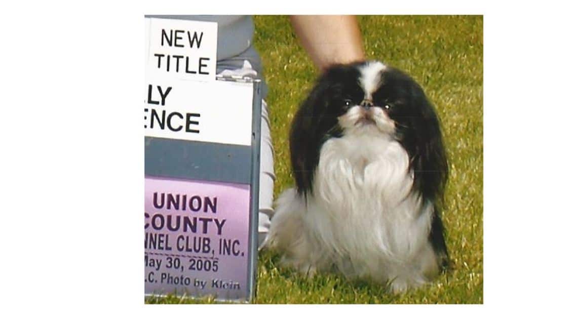 Japanese Chin