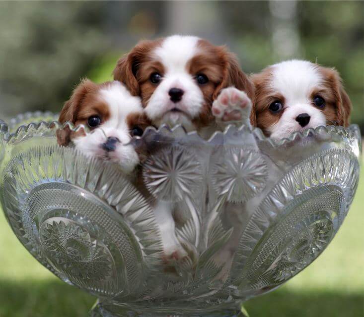 Cavalier