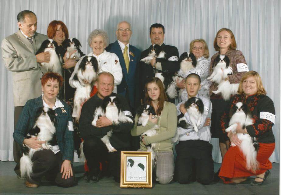Japanese Chin