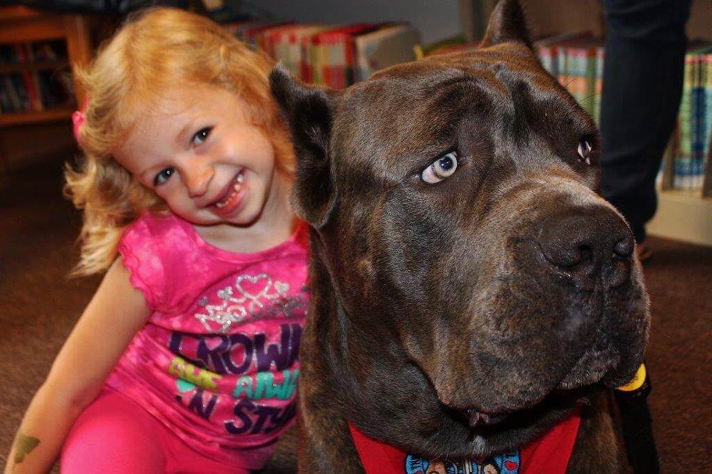 Cane Corso with a little girl.