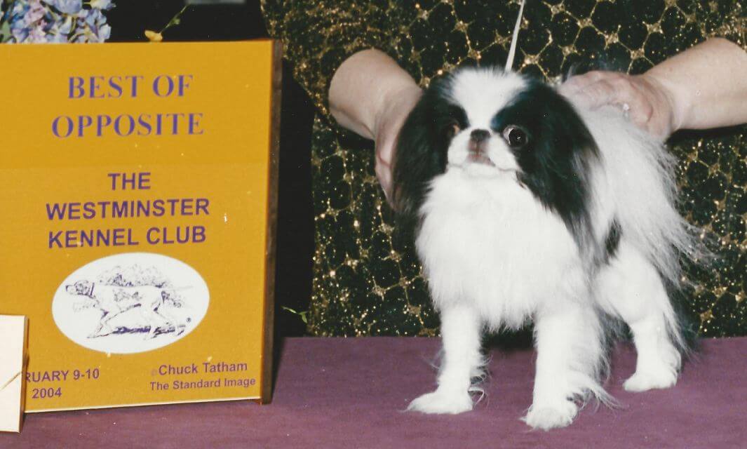 Japanese Chin