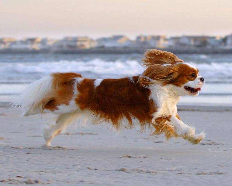 Cavalier