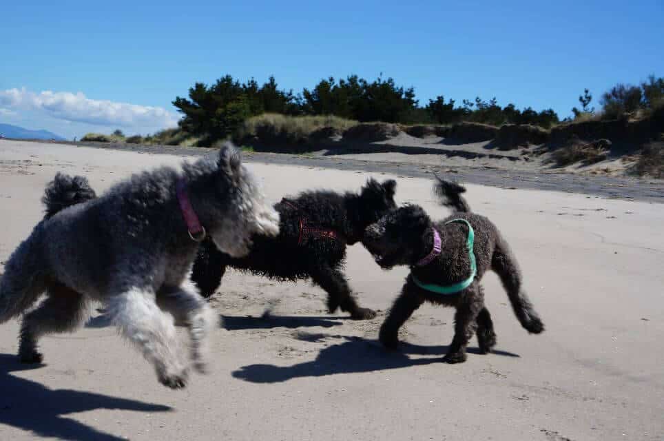 Pumi