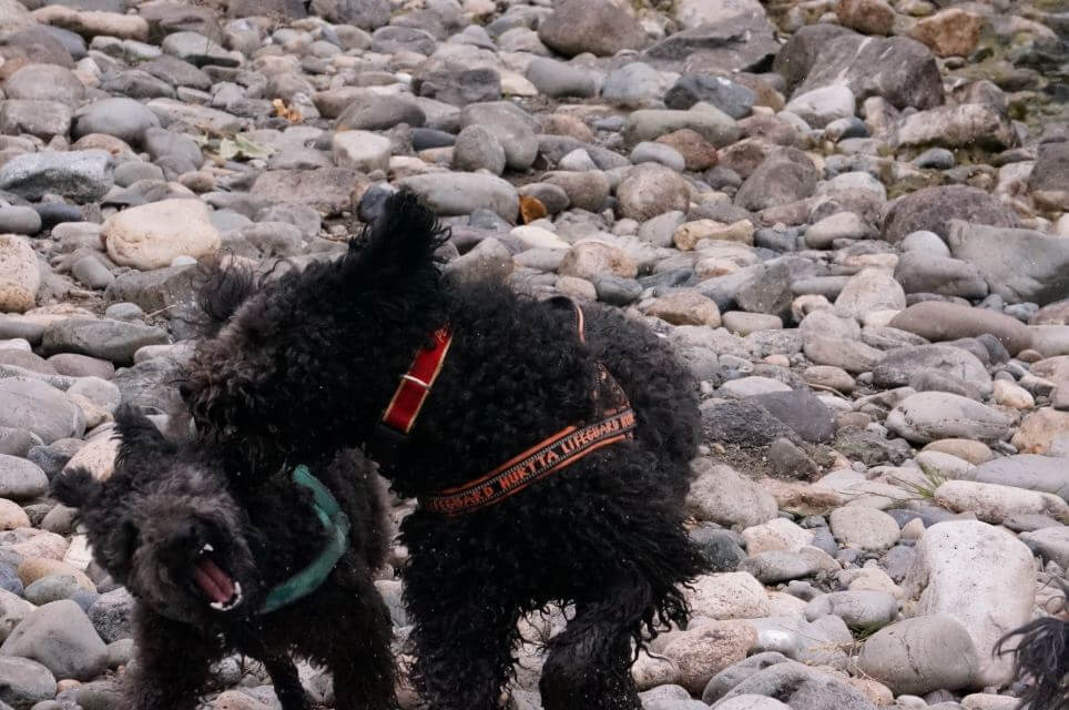 Pumi
