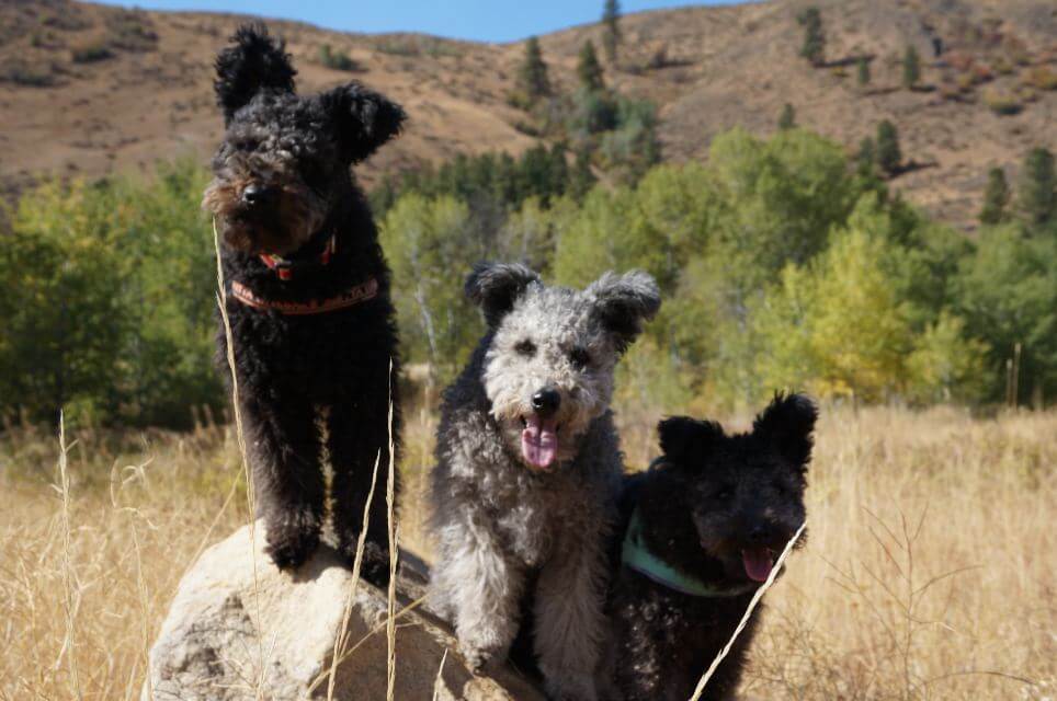 Pumi