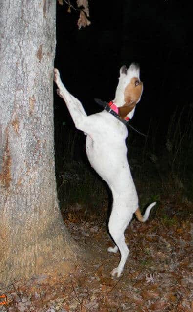 American English Coonhound