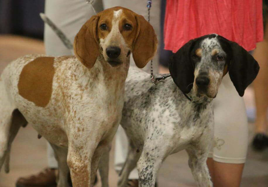 American English Coonhound