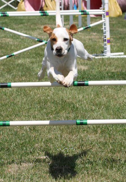 Pointer jumping over an obstacle.