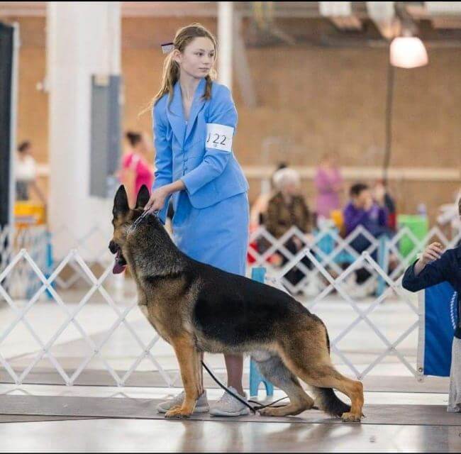 German Shepherd