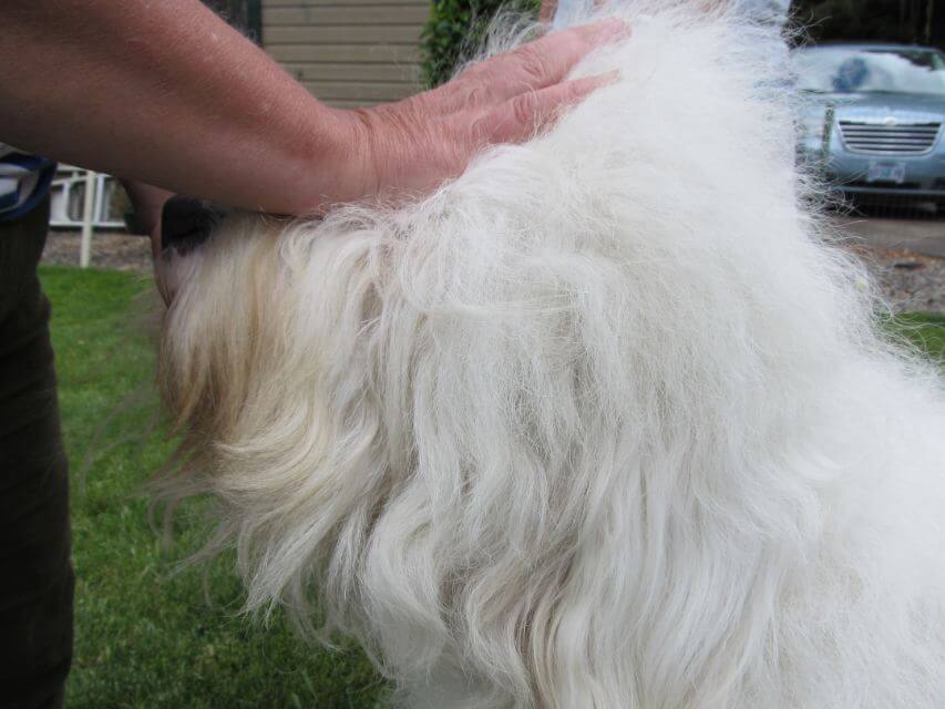 Old English Sheepdog