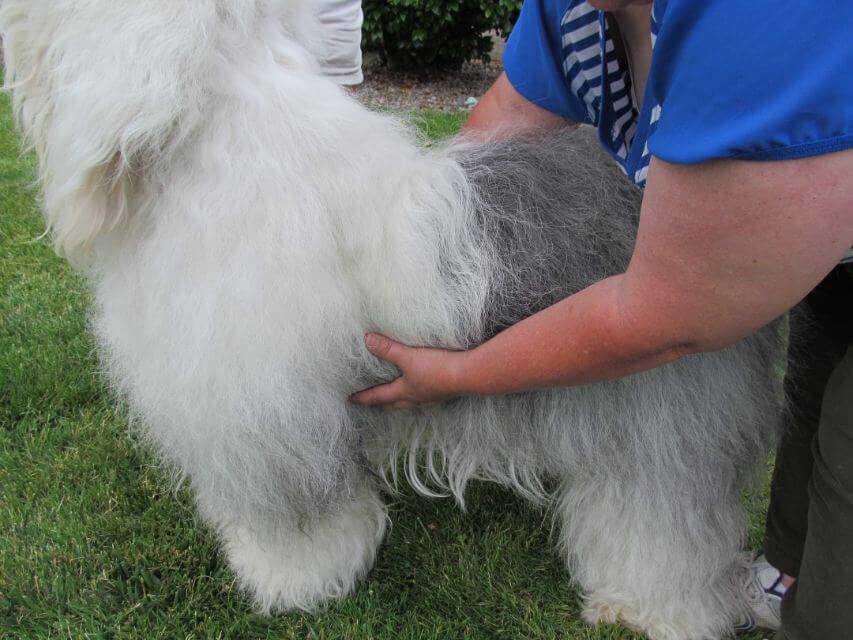 Old English Sheepdog