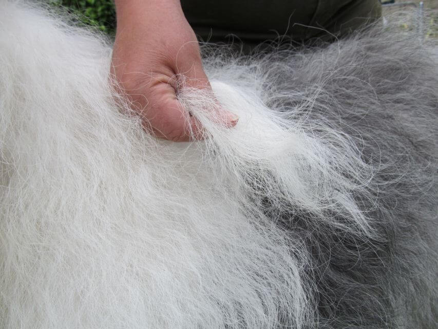 Old English Sheepdog