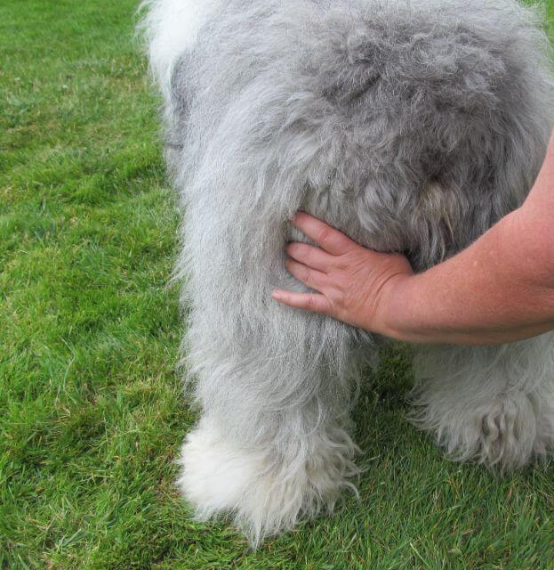 Old English Sheepdog