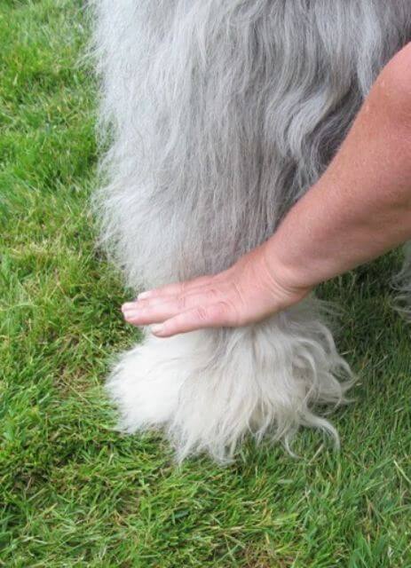 Old English Sheepdog