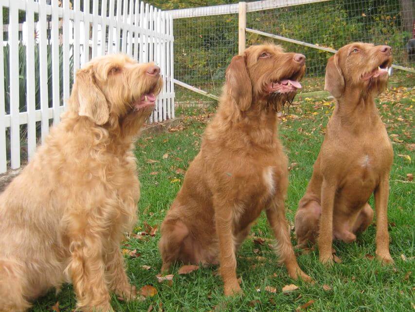 Three Wirehaired Vizslas sitting in a yard.