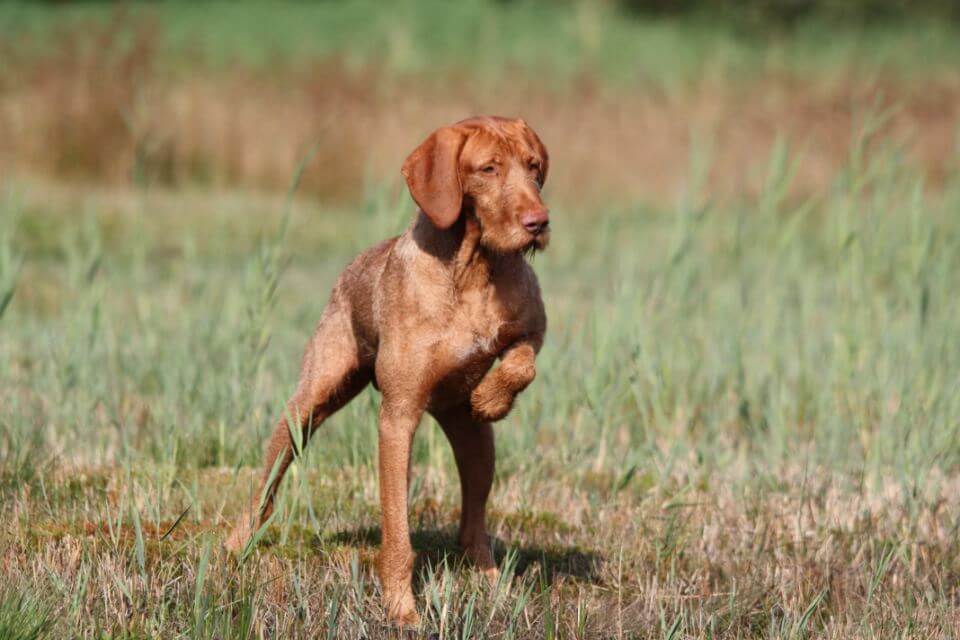 Wirehaired Vizsla in the field.