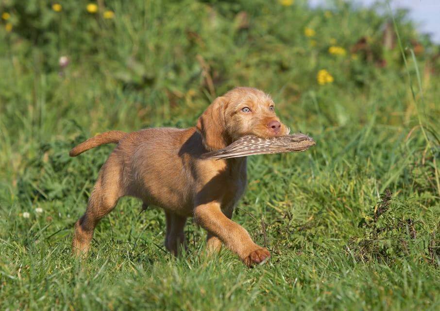 Wirehaired Vizsla puppy trotting with game in its mouth.