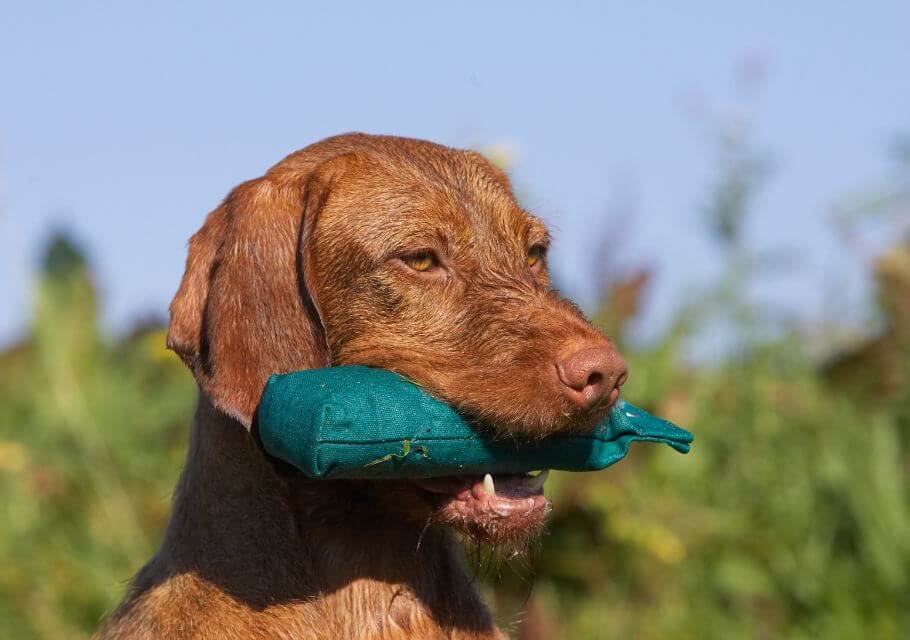 Close-up head photo of a Wirehaired Vizsla holding a toy in its mouth.