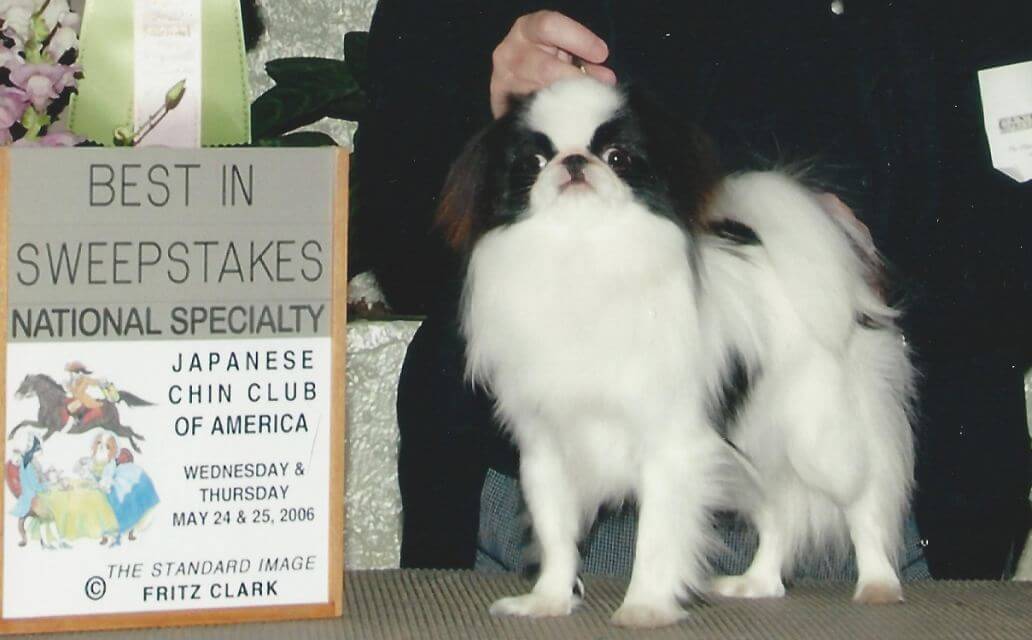 Japanese Chin