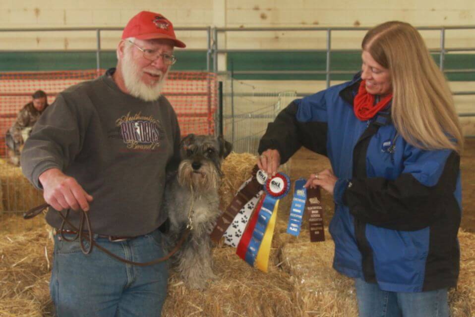 Standard Schnauzer in a barn