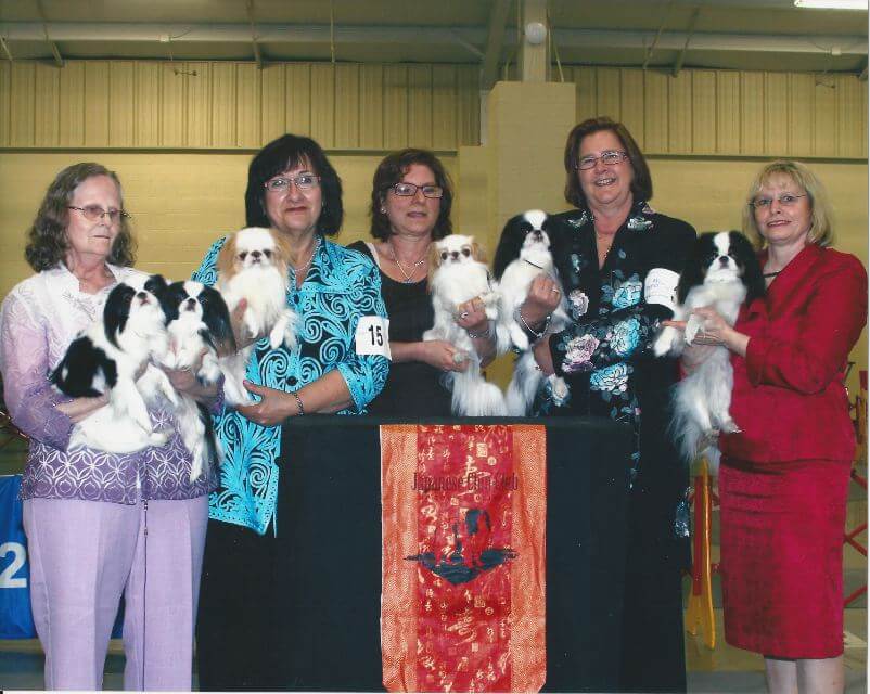 Japanese Chin