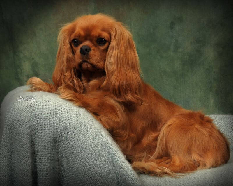 Cavalier King Charles Spaniel