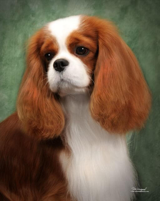 Cavalier King Charles Spaniel
