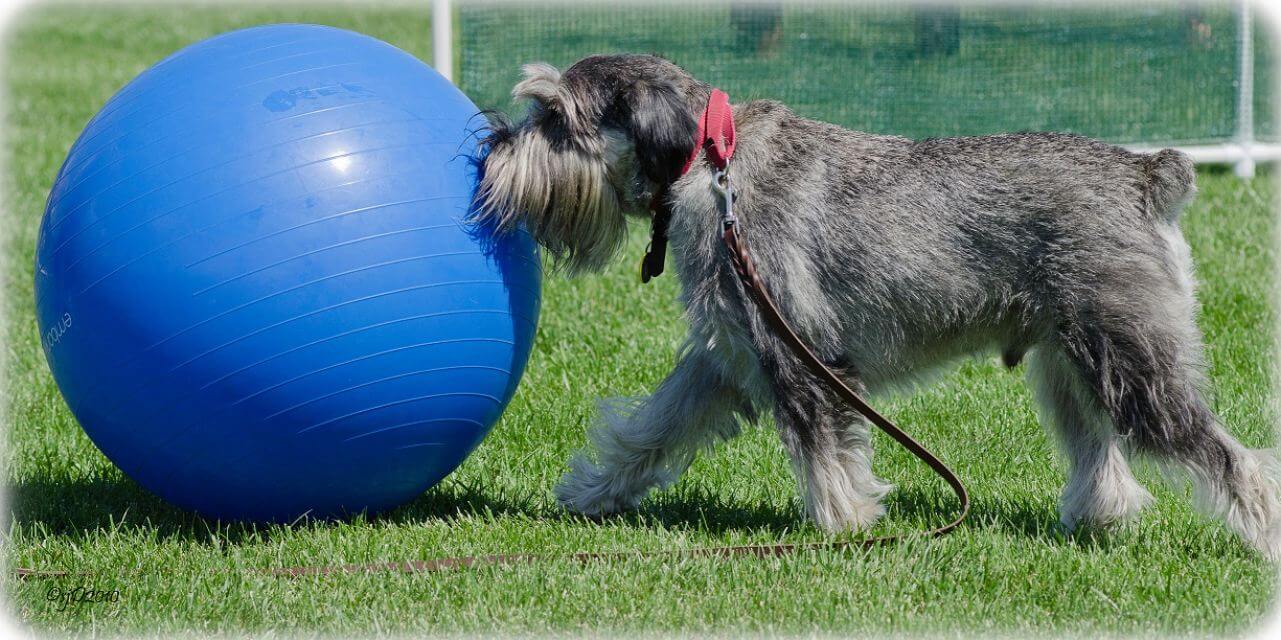 Standard Schnauzer playing with a big blue ball, outside in the yard.