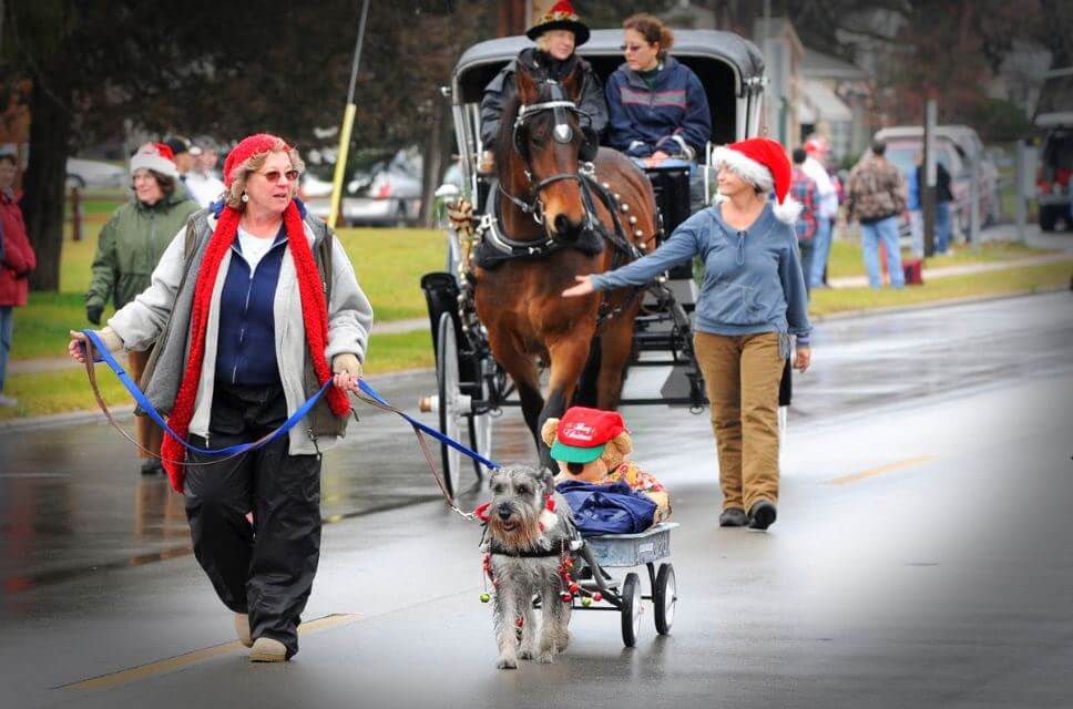 Standard Schnauzer pulling a cart.