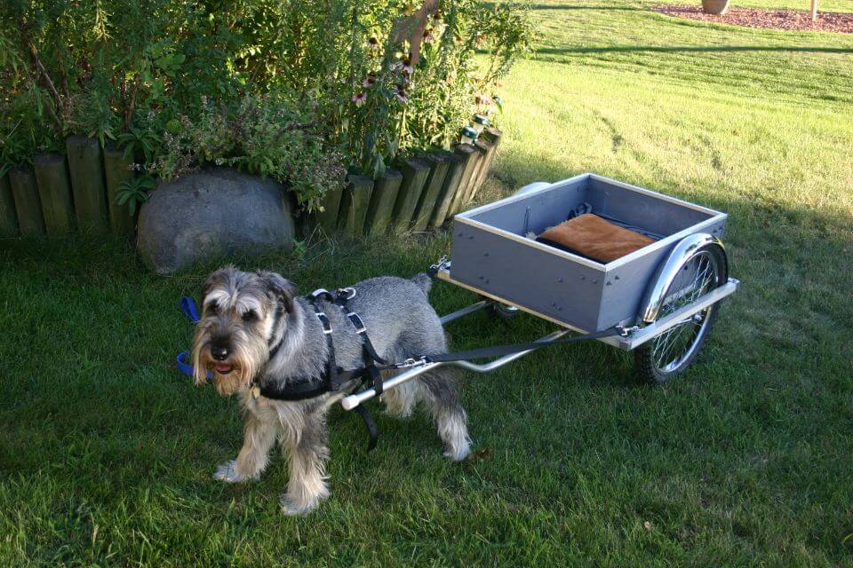Standard Schnauzer pulling a cart.