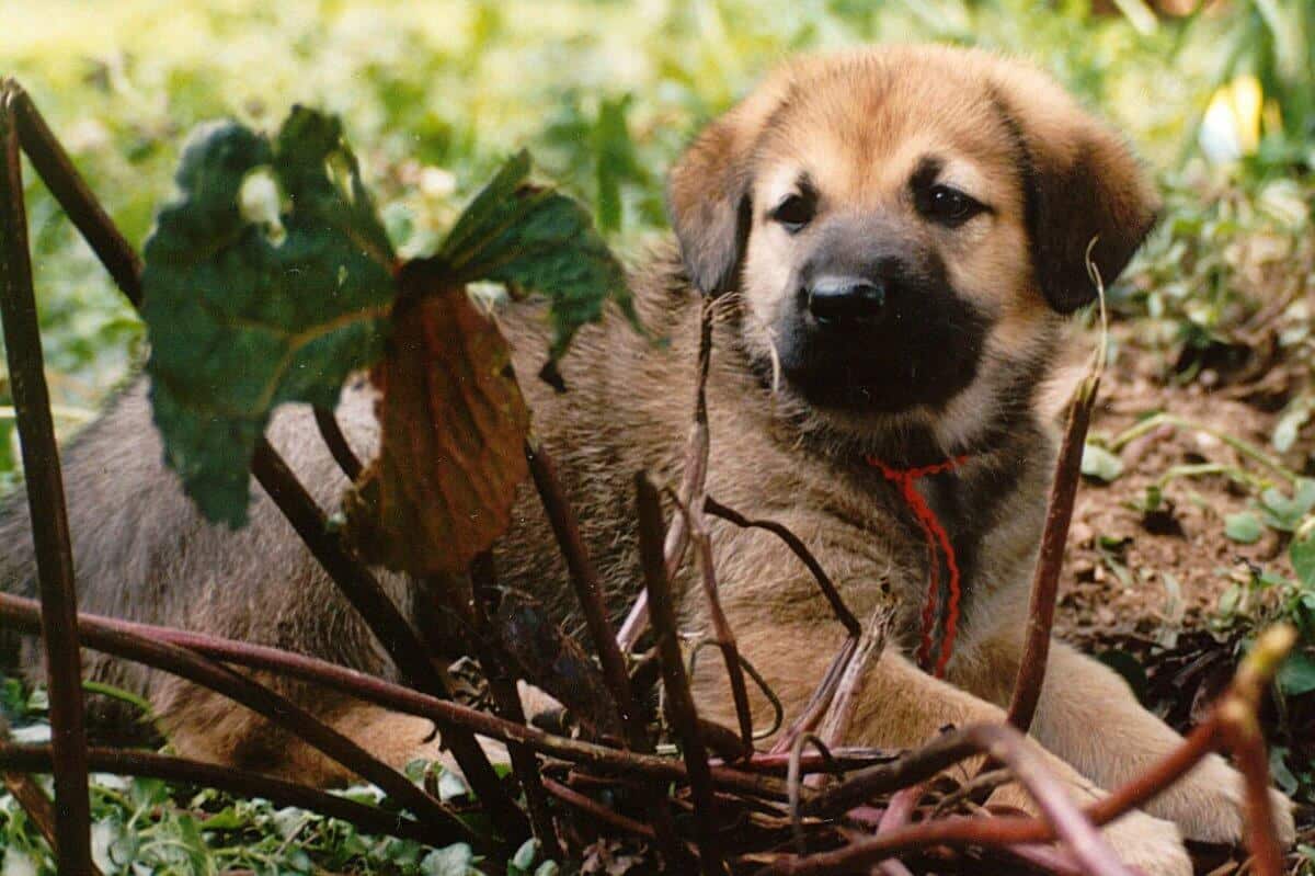 Chinook puppy lying in the grass.