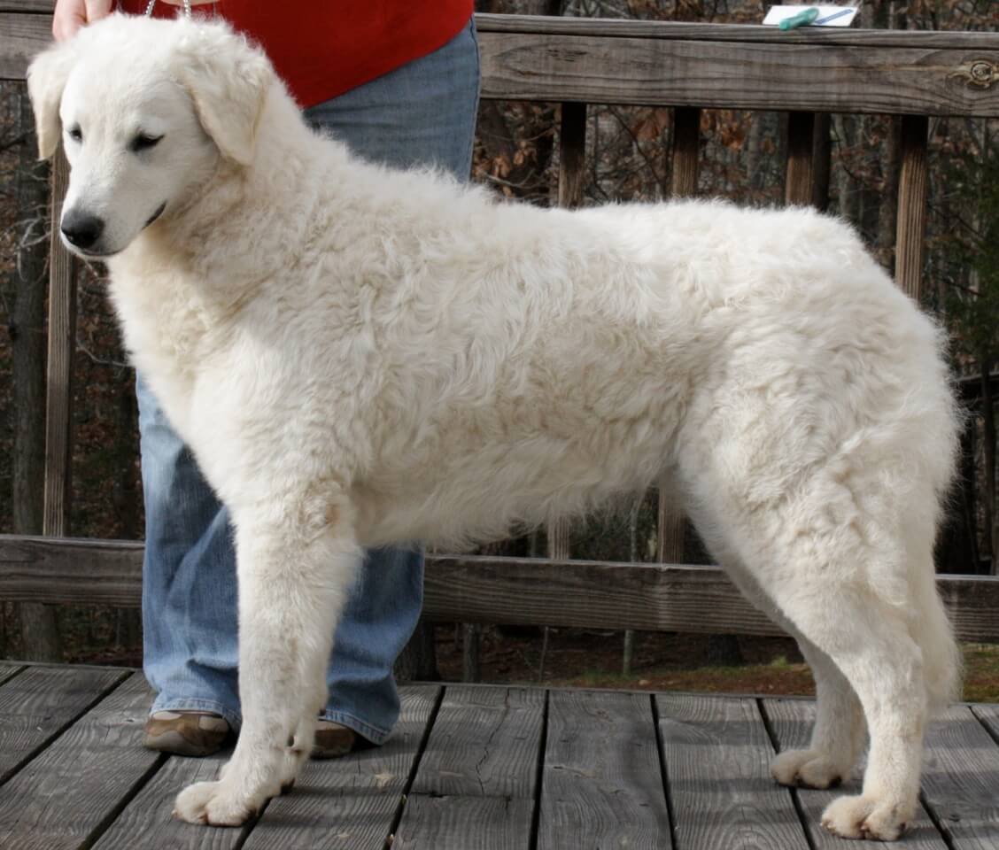 When judging the breed, the horizontal profile in relation to the height and length of leg must be inbalance. This is a young female.