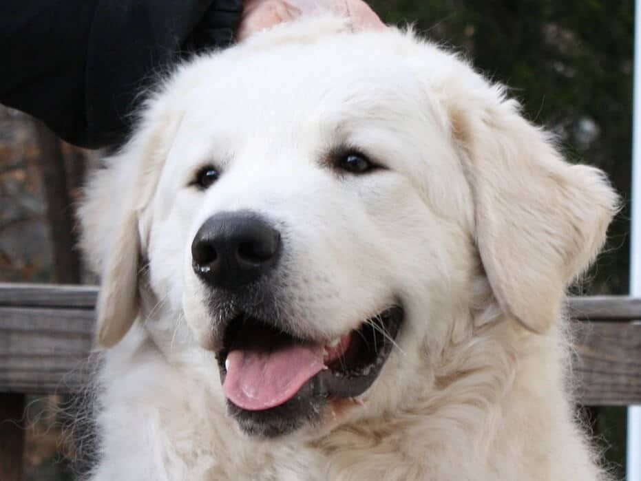 This male shots the desired wedge-shaped head, with clean planes and smooth lines. Dark,almond-shaped eyes should be slightly slanted and set back between the plane of the muzzle.