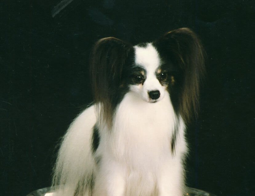 Papillon