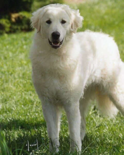 Kuvasz standing outside in the yard.