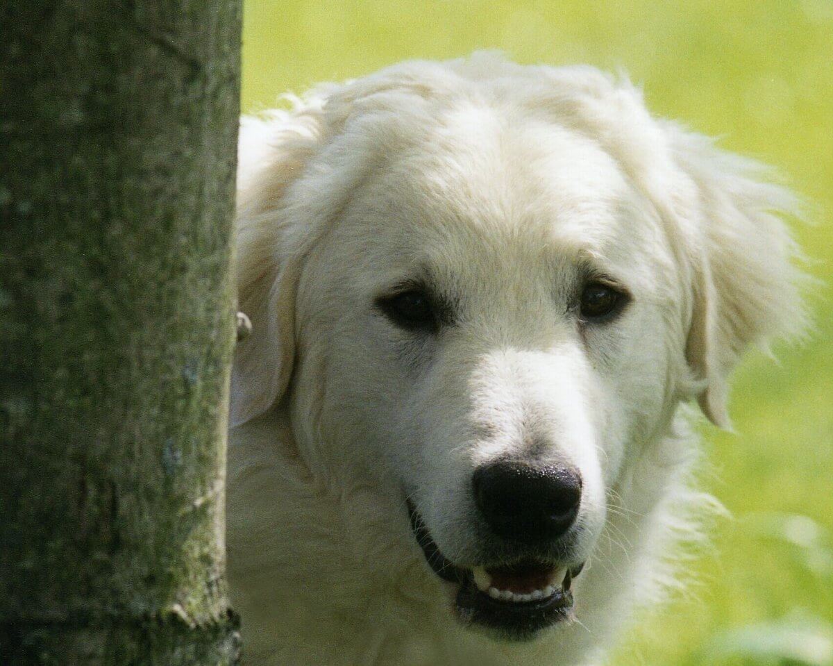 Close-up head photo of a Kuvasz.