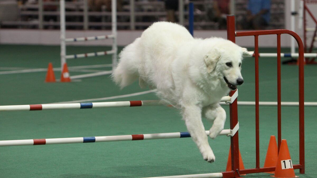 Kuvasz in Agility.