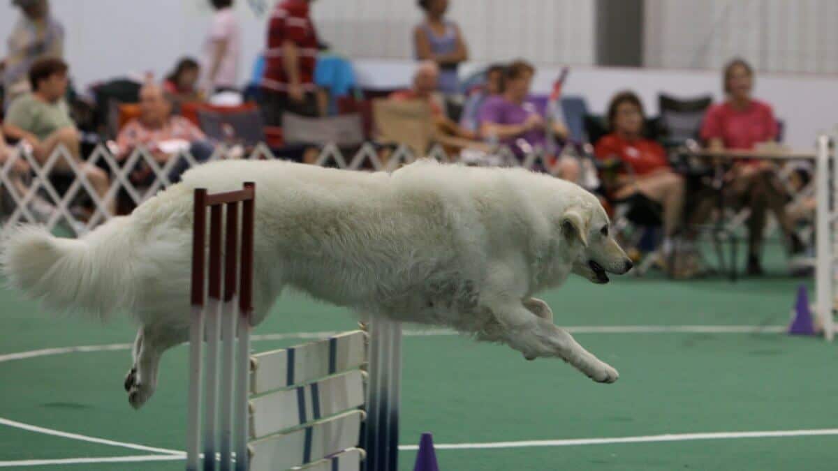 Kuvasz in Agility.