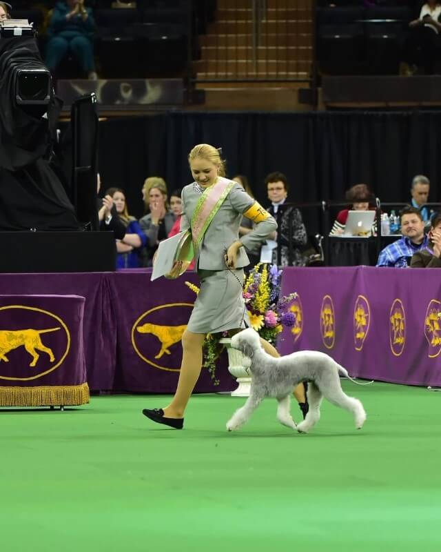 Lydia Frey with a Bedlington Terrier in a dog show ring