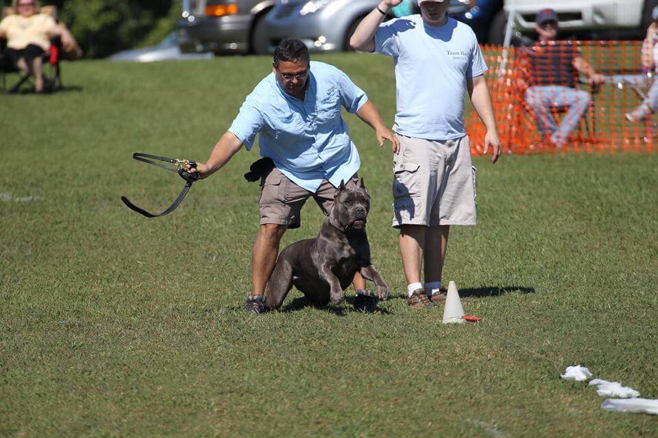Cane Corso participating in dog sports.