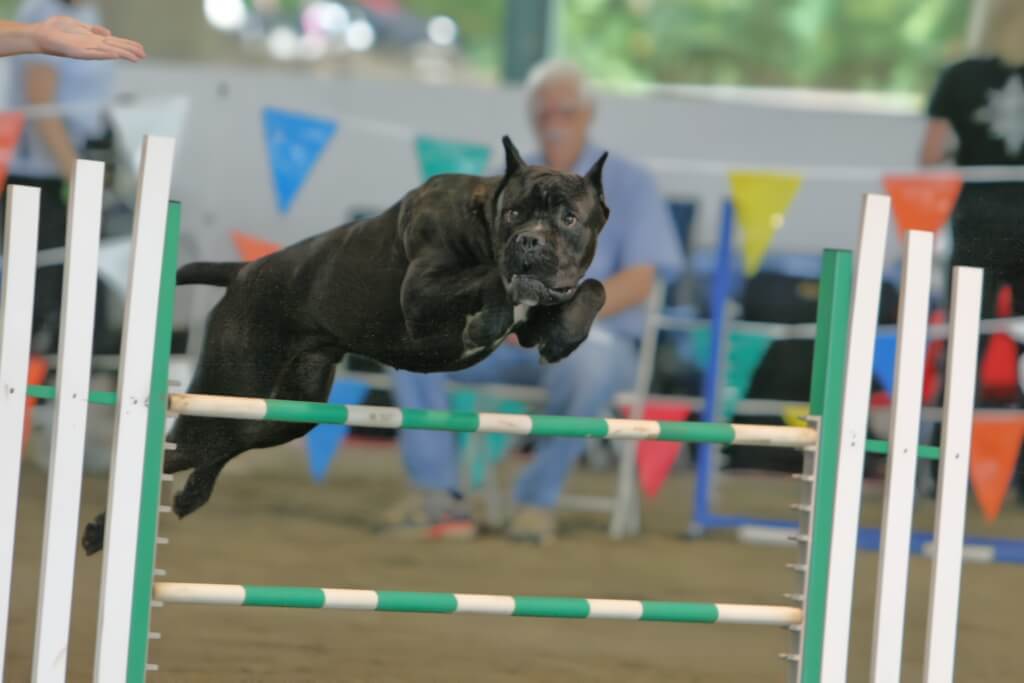 Cane Corso jumping over an obstacle in Agility.