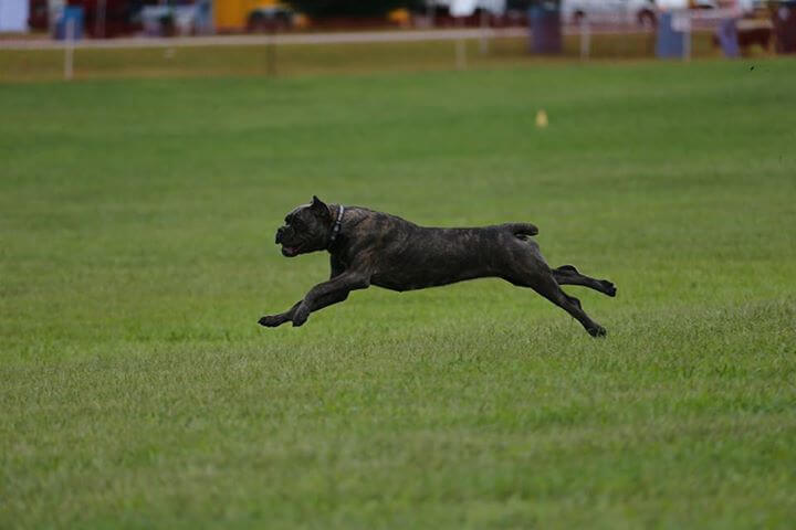 Cane Corso running on grass.