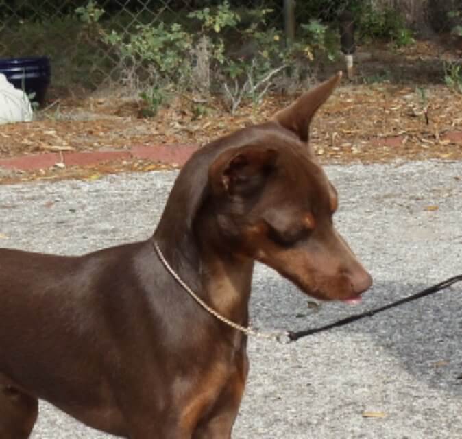Miniature Pinscher