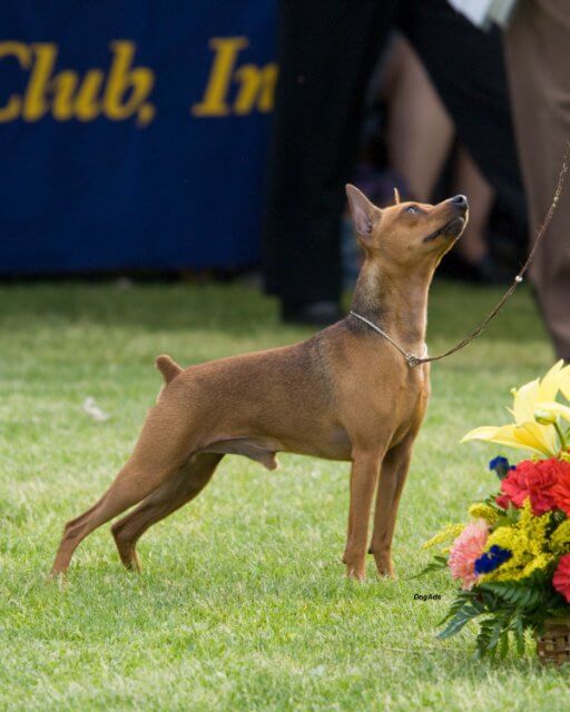 Miniature Pinscher