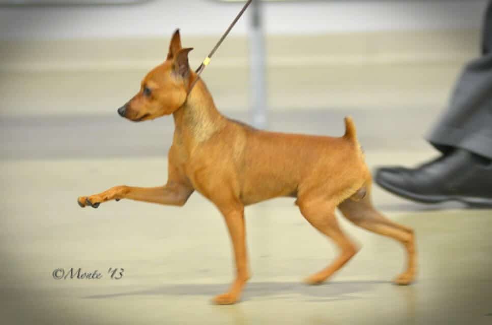 Miniature Pinscher