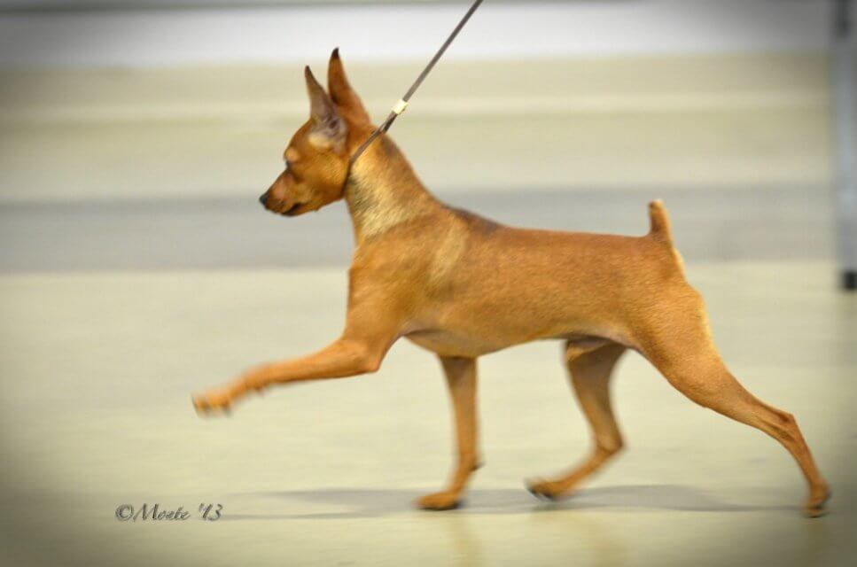 Miniature Pinscher