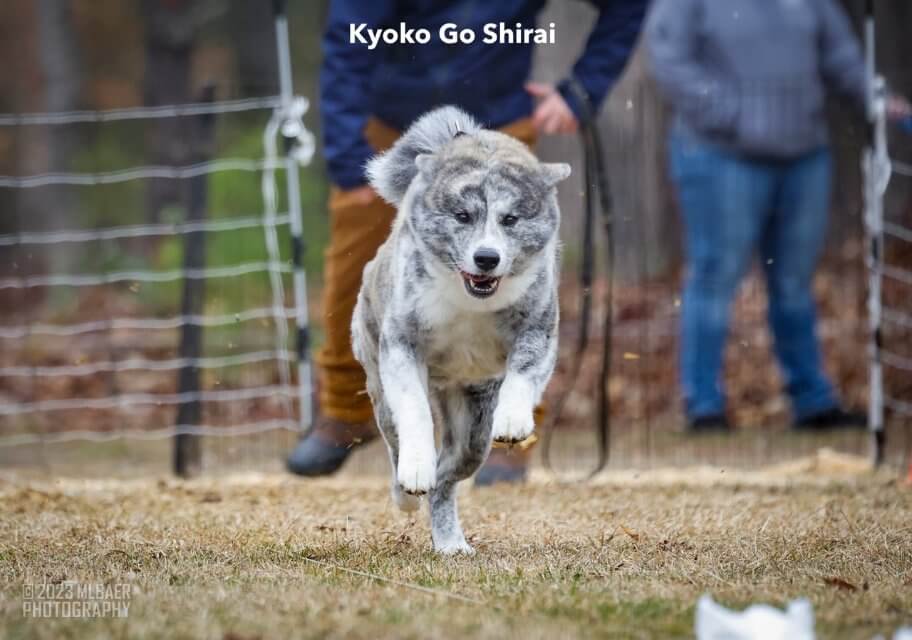 Japanese Akitainu