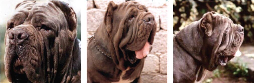 Three combined photos of Neapolitan Mastiff's head.