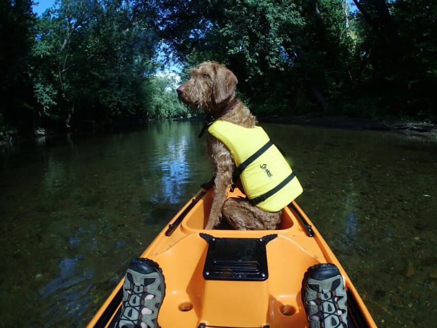 Wirehaired Vizsla sitting on a kayak on a lake.